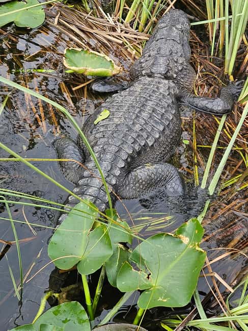 Everglades: boat tour with transportation& entrance included - Why the guide can make or break this short trip