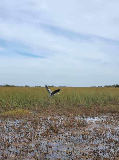 Everglades: boat tour with transportation& entrance included - What to bring and what not to bring