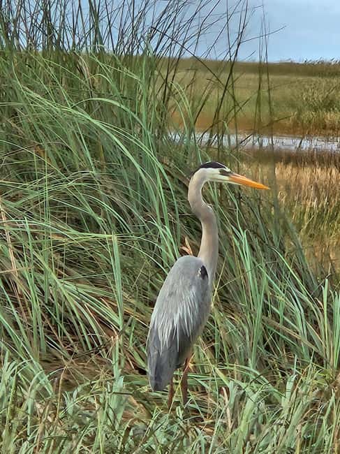 Everglades: boat tour with transportation& entrance included - Who should book this Everglades tour?