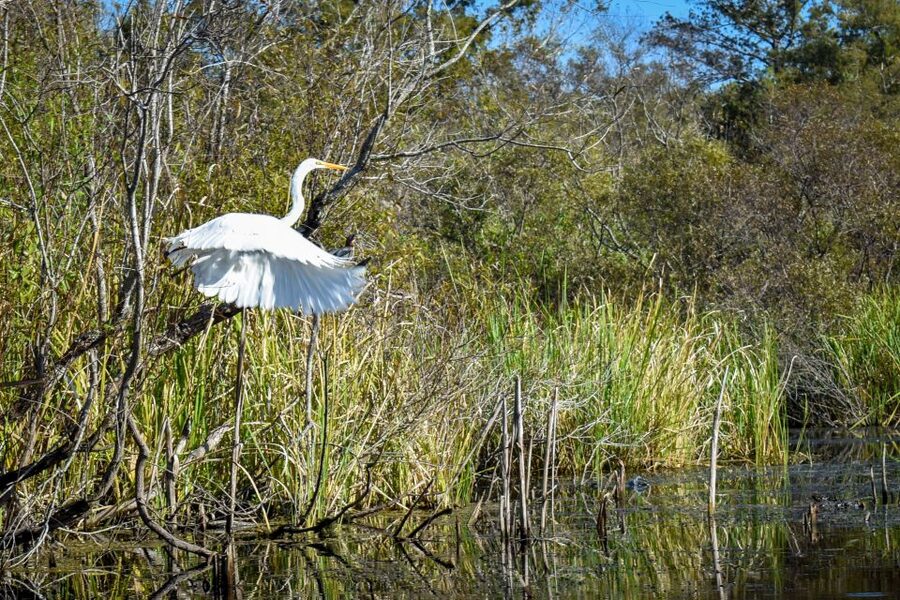 Everglades City: Guided Kayaking Tour of the Wetlands - Learning to handle the kayak before setting off