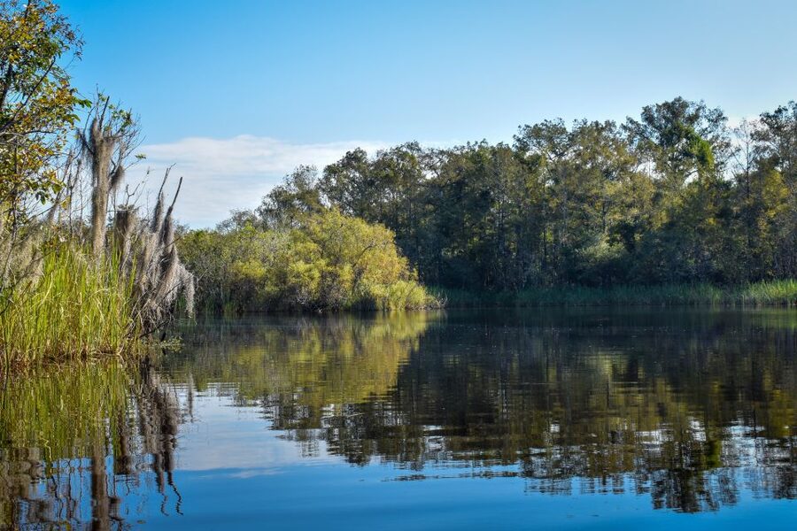 Everglades City: Guided Kayaking Tour of the Wetlands - Mangrove tunnels, cypress, and quiet side channels