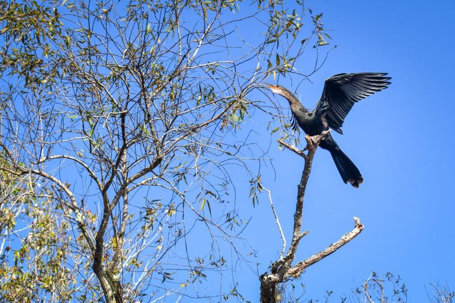 Everglades City: Guided Kayaking Tour of the Wetlands - Mosquitoes, heat, and the best season