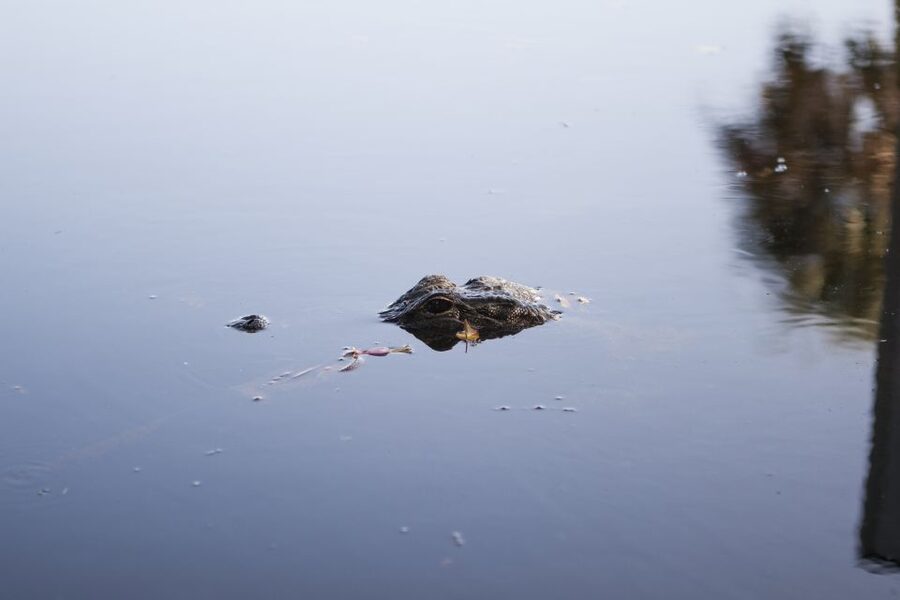 Everglades Day Safari from Fort Lauderdale - Key points to know before you book