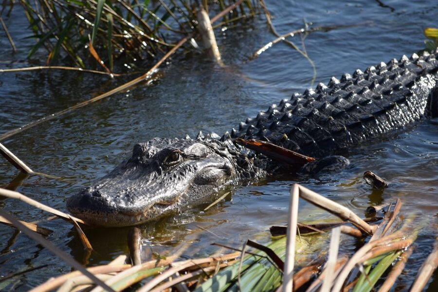 Everglades Day Safari from Fort Lauderdale - Why this long Everglades day works