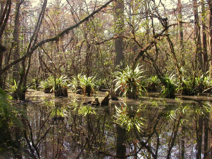 Everglades Day Safari from Fort Lauderdale - Mangroves, dolphins, and the 10,000 Islands