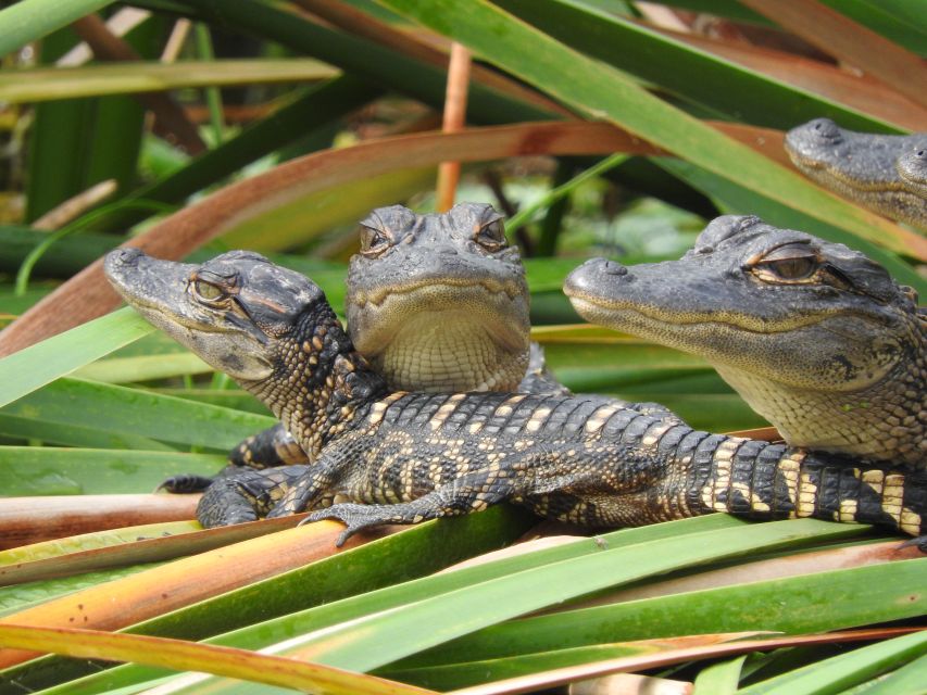 Everglades Day Safari from Fort Lauderdale - Chokoloskee and a glimpse of old Florida