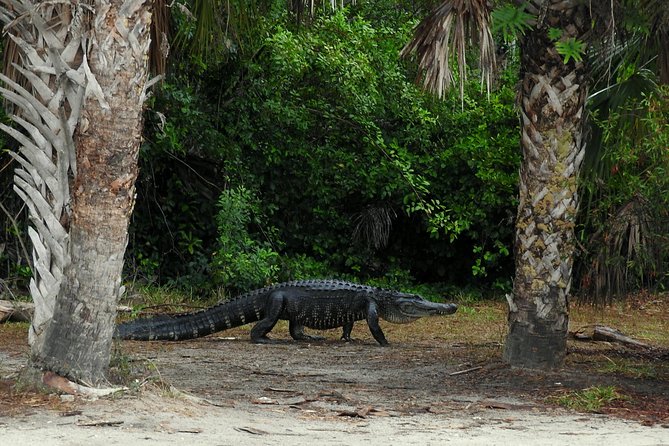 Everglades Day Safari from Ft Lauderdale - Lunch in the Everglades City area