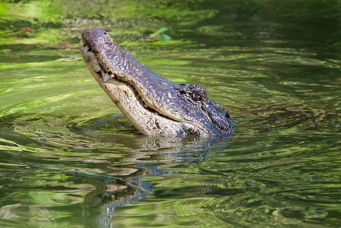 Everglades Day Safari from Ft Lauderdale - The guides make the difference