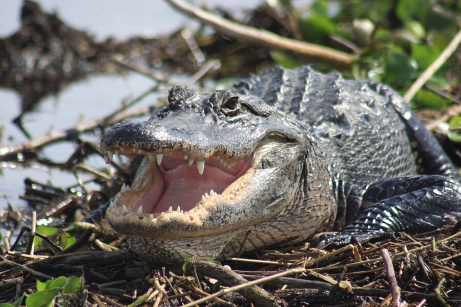 Everglades Day Safari from Sanibel, Fort Myers & Naples - Key points to know before booking