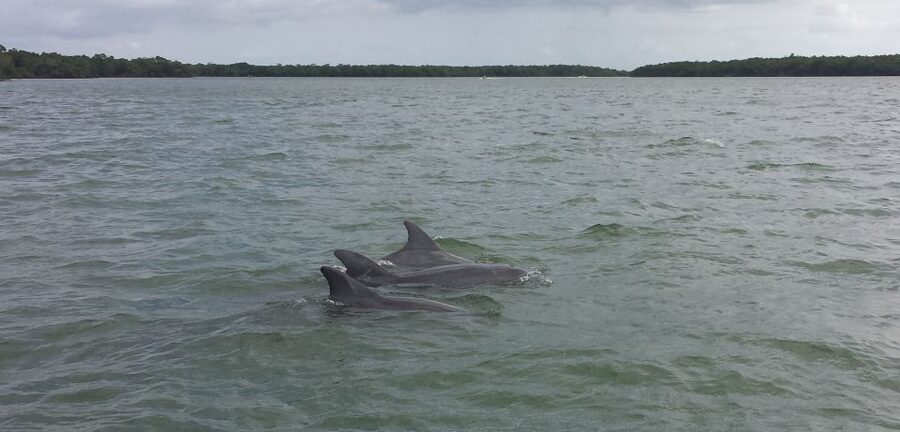 Everglades Day Safari from Sanibel, Fort Myers & Naples - Why this safari gives you a fuller Everglades picture