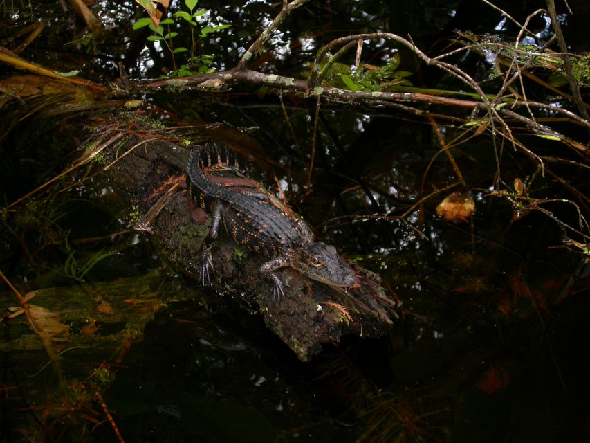 Everglades Day Safari from Sanibel, Fort Myers & Naples - Lunch in Everglades City breaks up the long day