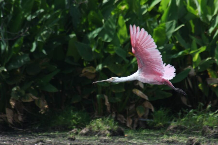 Everglades Day Safari from Sanibel, Fort Myers & Naples - Smallwood’s Store adds the human story