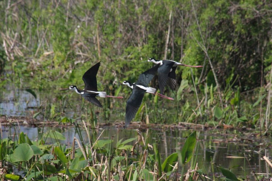 Everglades Day Safari from Sanibel, Fort Myers & Naples - The national park boat cruise shifts from freshwater to mangroves