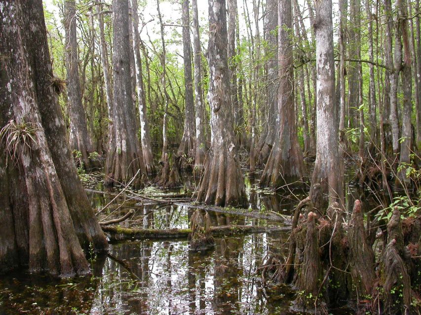 Everglades Day Safari from Sanibel, Fort Myers & Naples - The guide can turn drive time into useful time