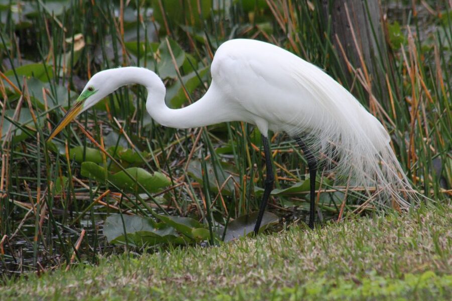 Everglades Day Safari from Sanibel, Fort Myers & Naples - Is $225 a fair price?