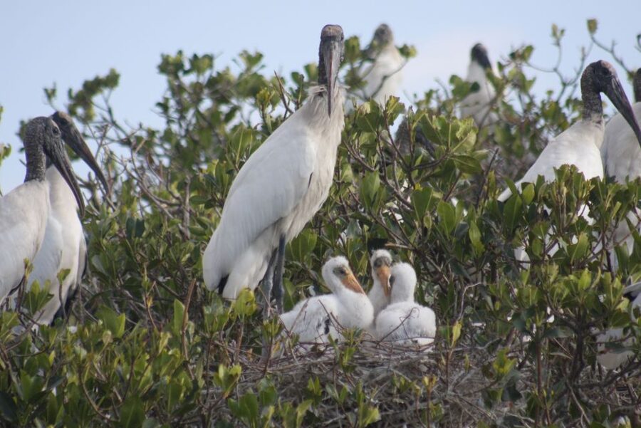Everglades Day Safari from Sanibel, Fort Myers & Naples - The CREW Marsh Trail puts you on foot in the pine flatwoods