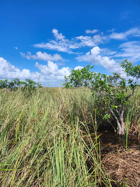 Everglades Eco Airboat Small-Group Tour & 2 Private Islands - Key things to know before you book