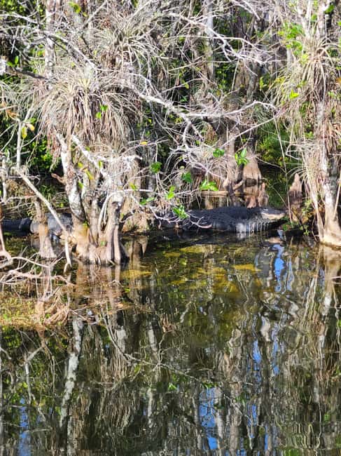 Everglades Eco Airboat Small-Group Tour & 2 Private Islands - FAQ