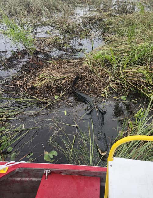 Everglades Eco Airboat Small-Group Tour & 2 Private Islands - The two private islands and the Miccosukee connection