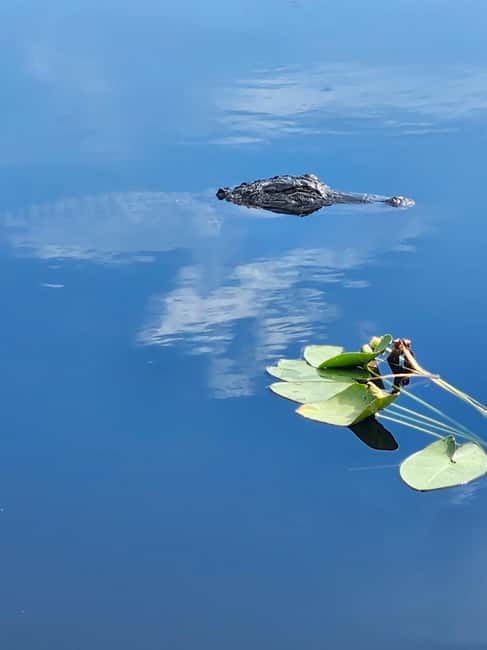 Everglades Eco Airboat Small-Group Tour & 2 Private Islands - The Miami pickup and one-hour ride west