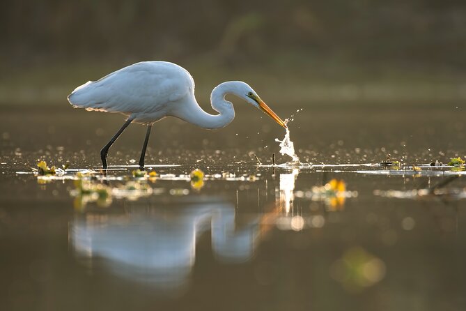 Everglades Explorer - Noosa Everglades Tour - Why the Noosa Everglades feel different