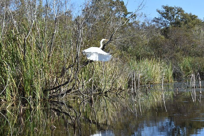 Everglades Guided Kayak Tour - Why the Turner River makes a fine introduction to the Everglades