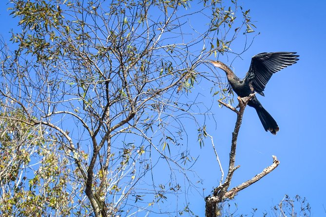 Everglades Guided Kayak Tour - Starting at Ivey House in Everglades City