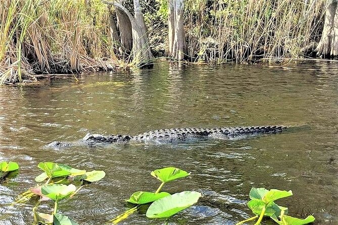 Everglades Holiday Park Airboat Tours & Rides - What happens after the boat ride
