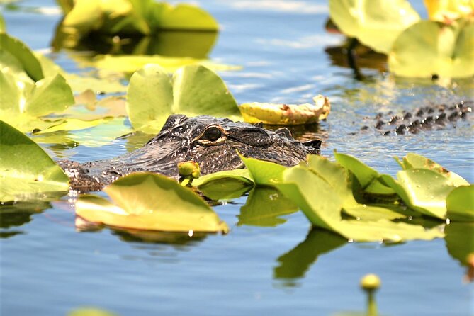 Everglades Holiday Park Airboat Tours & Rides - Should you book Everglades Holiday Park?