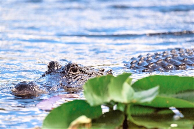 Everglades Holiday Park Airboat Tours & Rides - The 60-minute airboat ride across the River of Grass