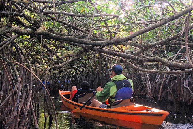 Everglades Kayak Safari Adventure Through Mangrove Tunnels - Key points at a glance