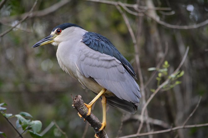 Everglades Kayak Safari Adventure Through Mangrove Tunnels - Who will enjoy this paddle most?