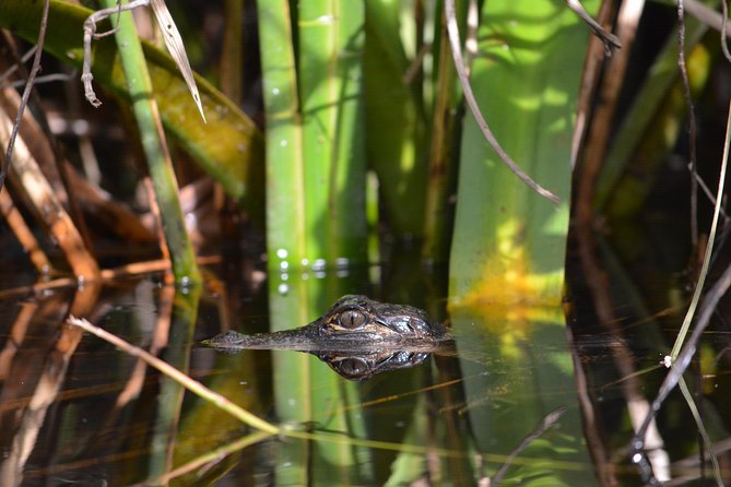 Everglades Kayak Safari Adventure Through Mangrove Tunnels - Starting at the Tamiami Trail meeting point