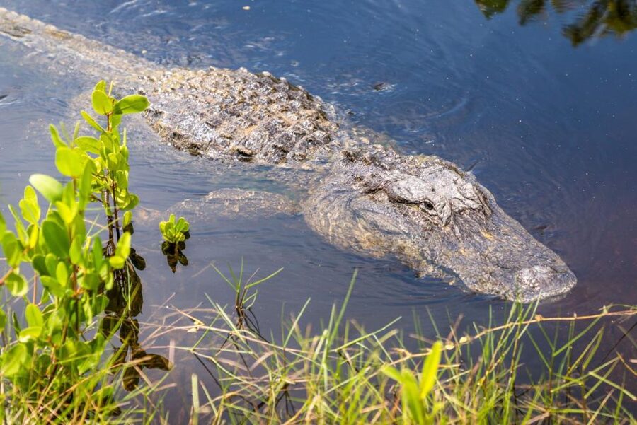 Everglades: Mangrove, Grassland Airboat Tours, & Boardwalk - The animal sanctuary adds certainty to a wild outing