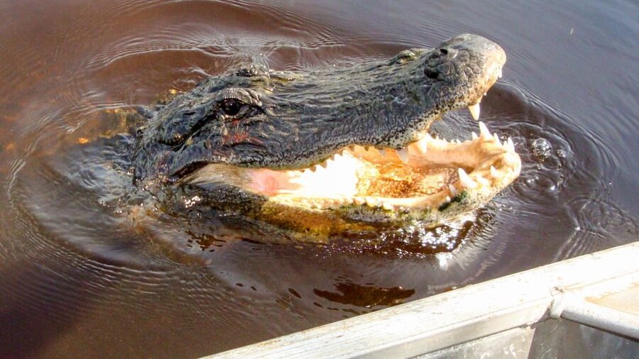 Everglades: Mangrove Maze Airboat Tour and Boardwalk - Key points to know before you go