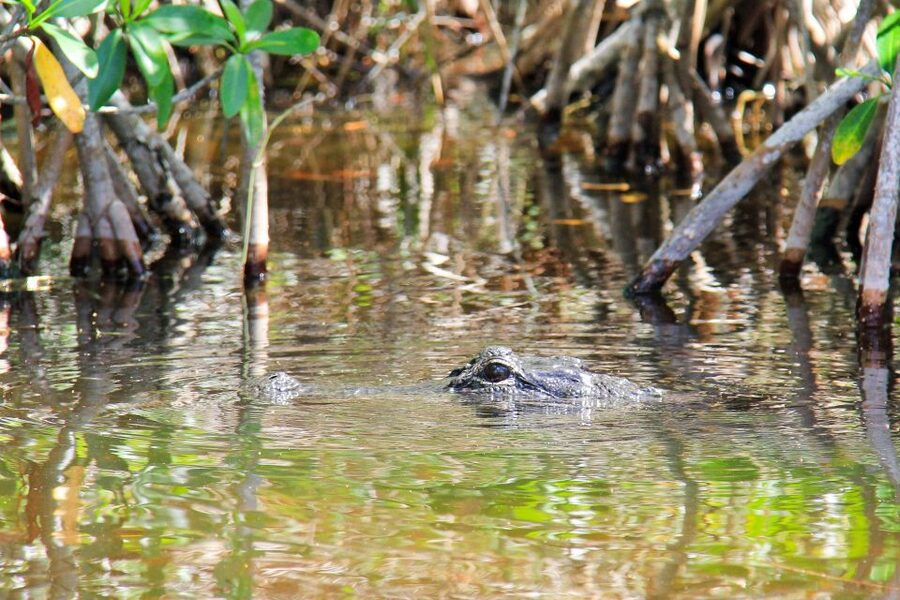 Everglades: Mangrove Maze Airboat Tour and Boardwalk - Timing, comfort, and what to bring