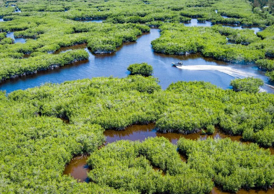 Everglades: Mangrove Maze Airboat Tour and Boardwalk - What your guide adds to the ride