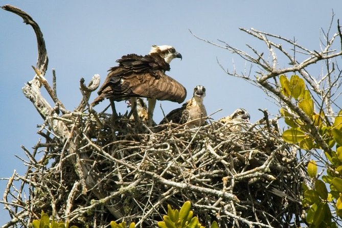 Everglades National Park Biologist Led Adventure: Cruise, Hike + Airboat - Smallwood Store and Old Florida history