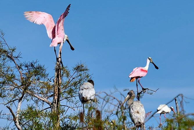 Everglades National Park Biologist Led Adventure: Cruise, Hike + Airboat - Cruising the Ten Thousand Islands