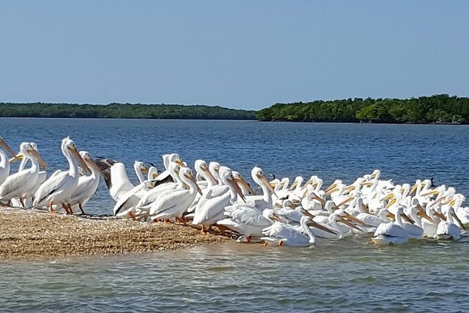 Everglades National Park Biologist Led Adventure: Cruise, Hike + Airboat - Guides, group size, and the learning factor