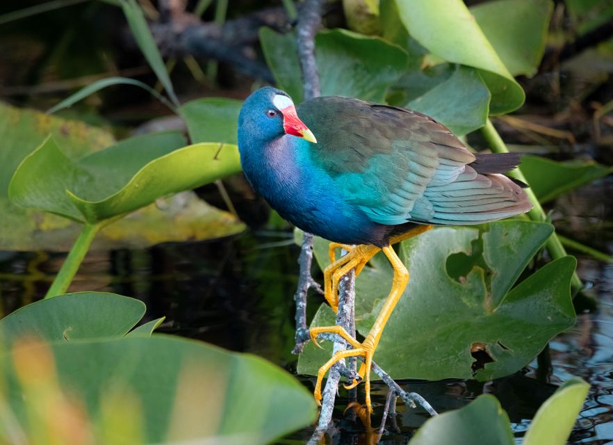 Everglades National Park: Mangrove Tunnel Kayak Eco-Tour - What the guide adds beyond scenery