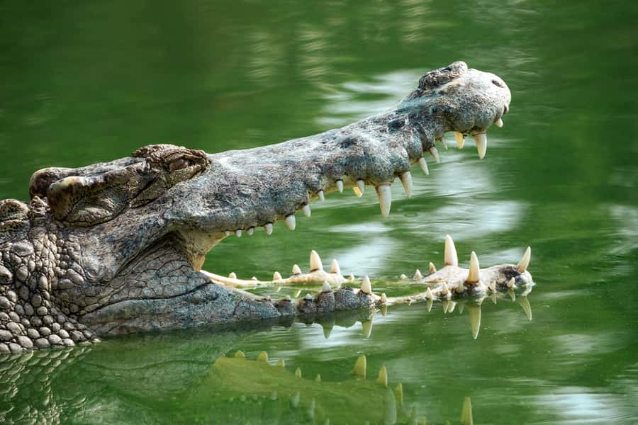 Everglades National Park: Mangrove Tunnel Kayak Eco-Tour - Price and what you receive for $109