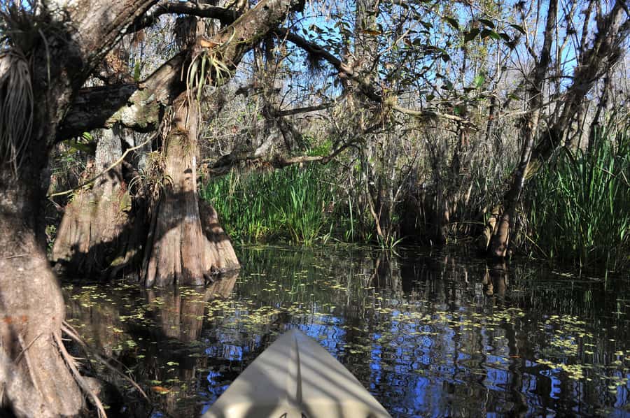 Everglades National Park: Mangrove Tunnel Kayak Eco-Tour - How to prepare for the water
