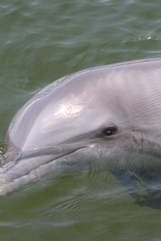 Everglades National Park: Pontoon Boat Tour & Boardwalk - Key points to know before booking