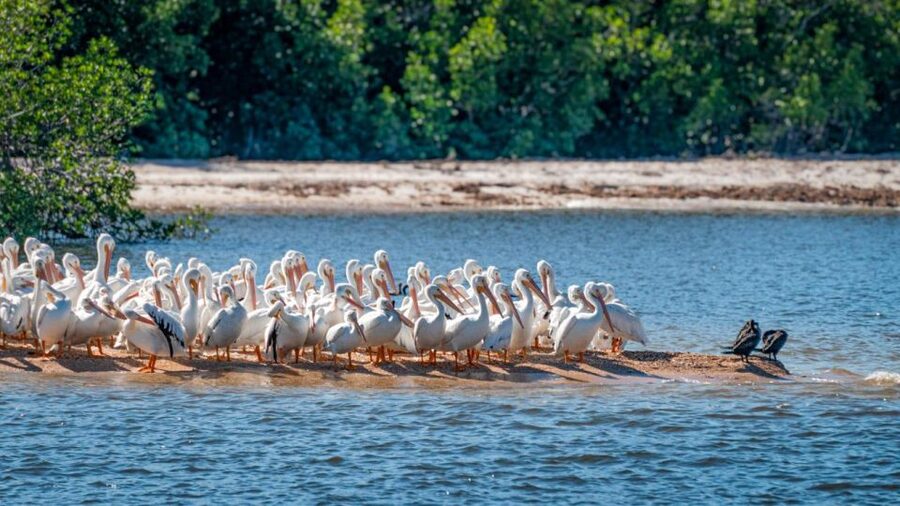 Everglades National Park: Pontoon Boat Tour & Boardwalk - The mangrove boardwalk near Everglades City