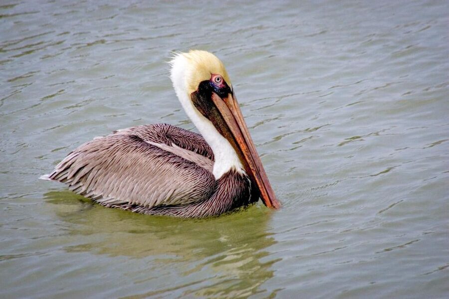 Everglades National Park: Pontoon Boat Tour & Boardwalk - Timing, delays, and the 90-minute promise