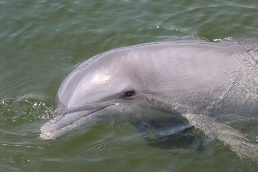 Everglades National Park: Pontoon Boat Tour & Boardwalk - Practical comfort and access