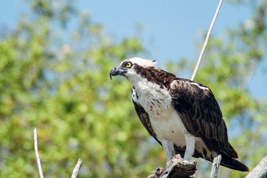 Everglades National Park: Pontoon Boat Tour & Boardwalk - Who will enjoy this Everglades boat tour