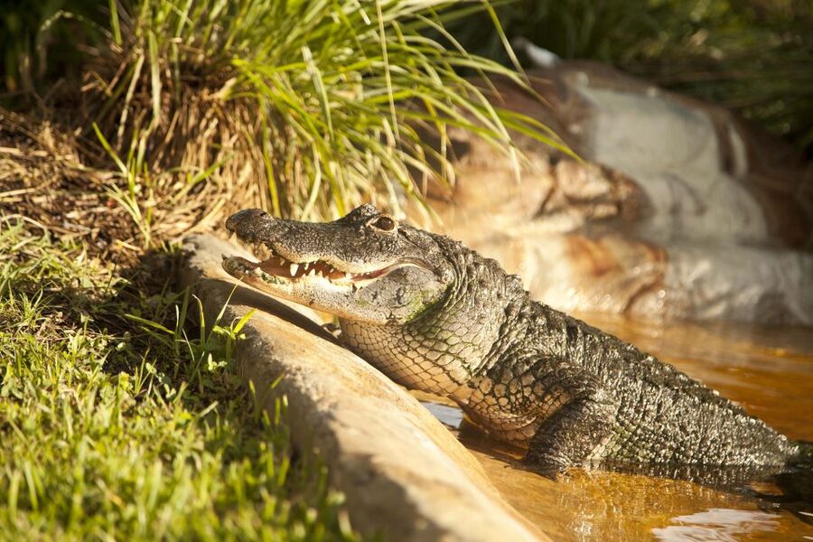 Everglades: Sawgrass Park Day Time Airboat Tour & Exhibits - Who will enjoy this most