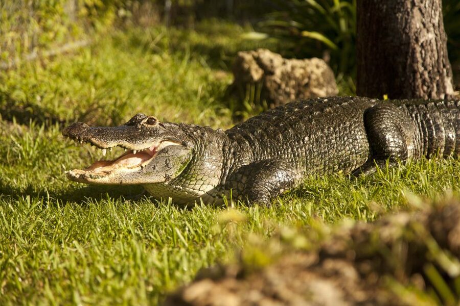 Everglades: Sawgrass Park Day Time Airboat Tour & Exhibits - Cancellation and practical booking notes